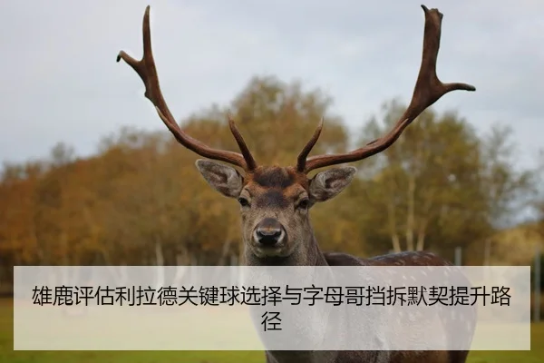 雄鹿评估利拉德关键球选择与字母哥挡拆默契提升路径